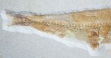 Large Tharsis Dubius Fish Fossil - Solnhofen #2110-3